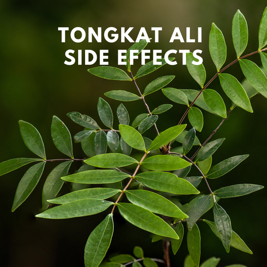 Tongkat Ali Side Effects 2023 By Healer Labs London