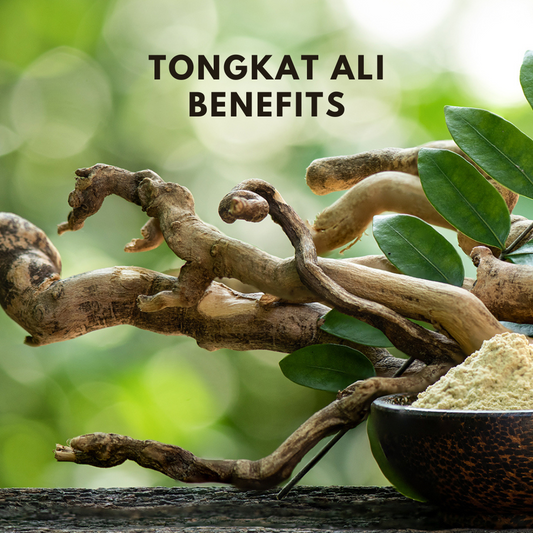 What are the Top 4 Tongkat Ali Benefits? By Healer Labs London