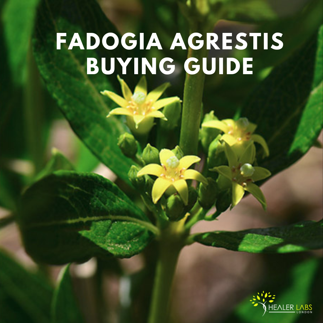 The Ultimate Fadogia Agrestis Buying Guide In 2023 - UK Guide By Healer Labs London