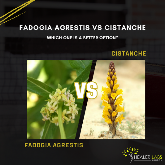Fadogia Agrestis vs Cistanche - Which One Is a Better Option? By Healer Labs London