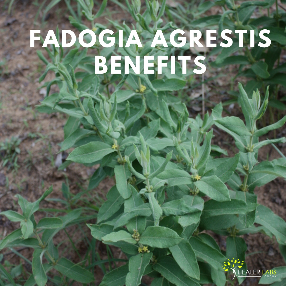 Top 4 Fadogia Agrestis Benefits 2023 By Healer Labs London