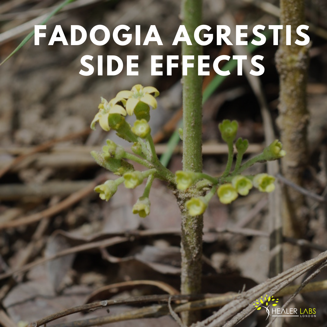 fadogia agrestis side effects